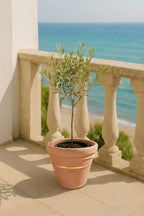 l'origine - founders first collection